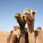 camels in liwa