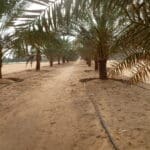 Liwa date farm