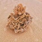 Sand rose in liwa