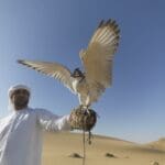 falcon training in liwa